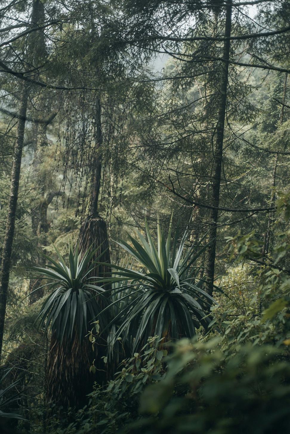 Forest conservation