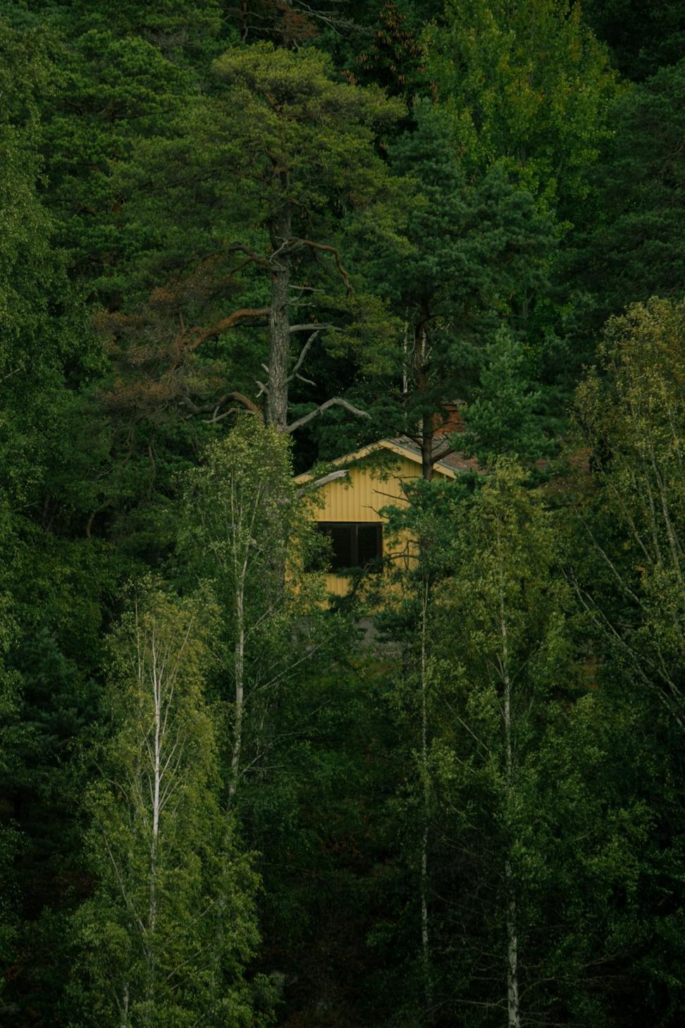 Forest Edge Cabin